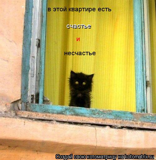 в этой квартире есть счастье несчастье и... Котоматрица: в этой квартире есть счастье несчастье и