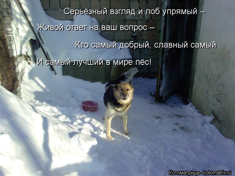 Котоматрица: Серьёзный взгляд и лоб упрямый –     Живой ответ на ваш вопрос –     Кто самый добрый, славный самый     И самый лучший в мире пёс!