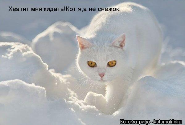 Котоматрица: Хватит мня кидать!Кот я,а не снежок!