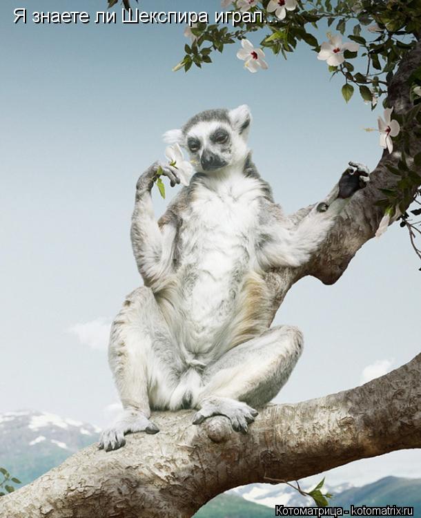 Я знаете ли Шекспира играл...... Котоматрица: Я знаете ли Шекспира играл...