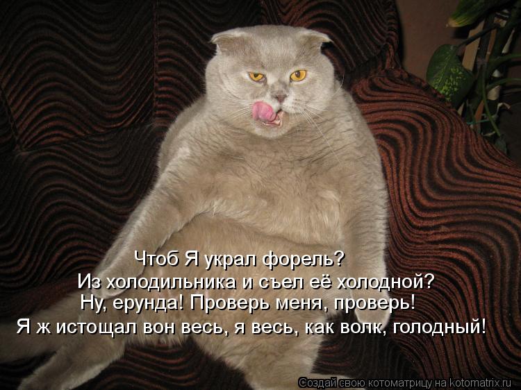 Котоматрица: Из холодильника и съел её холодной? Чтоб Я украл форель? Ну, ерунда! Проверь меня, проверь! Я ж истощал вон весь, я весь, как волк, голодный!