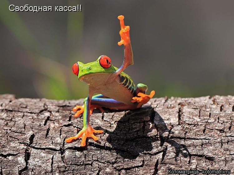 Свободная касса!!... Котоматрица: Свободная касса!!