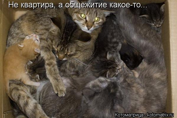 Не квартира, а общежитие какое-то...... Котоматрица: Не квартира, а общежитие какое-то...