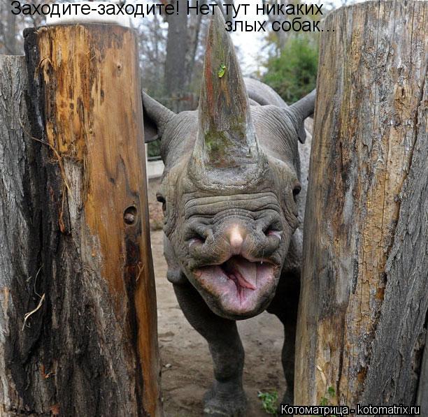 Котоматрица: Заходите-заходите! Нет тут никаких злых собак...