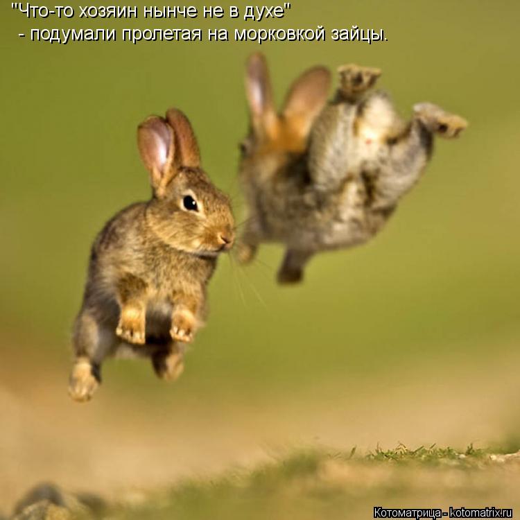 Котоматрица: "Что-то хозяин нынче не в духе"  - подумали пролетая на морковкой зайцы.