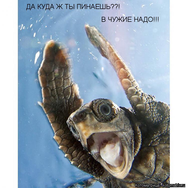 Котоматрица: ДА КУДА Ж ТЫ ПИНАЕШЬ??! В ЧУЖИЕ НАДО!!!