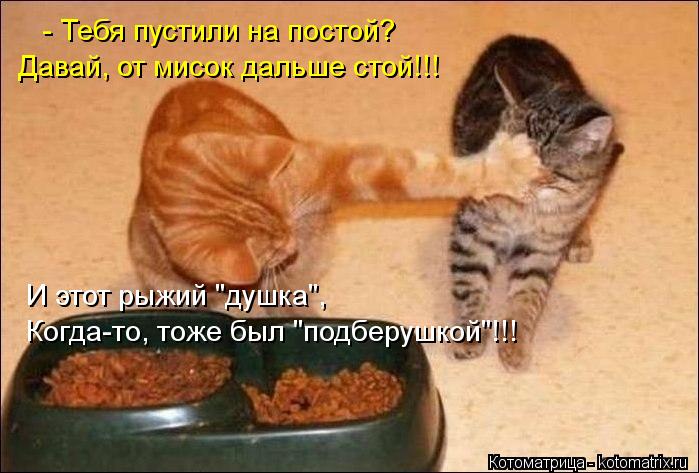- Тебя пустили на постой? Давай, от мисок дальше стой!!! И этот рыжий "душка", Когда-то, тоже был "по... Котоматрица: - Тебя пустили на постой? Давай, от мисок дальше стой!!! И этот рыжий "душка", Когда-то, тоже был "подберушкой"!!!