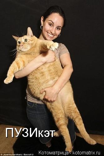 Котоматрица: ПУЗИкэт