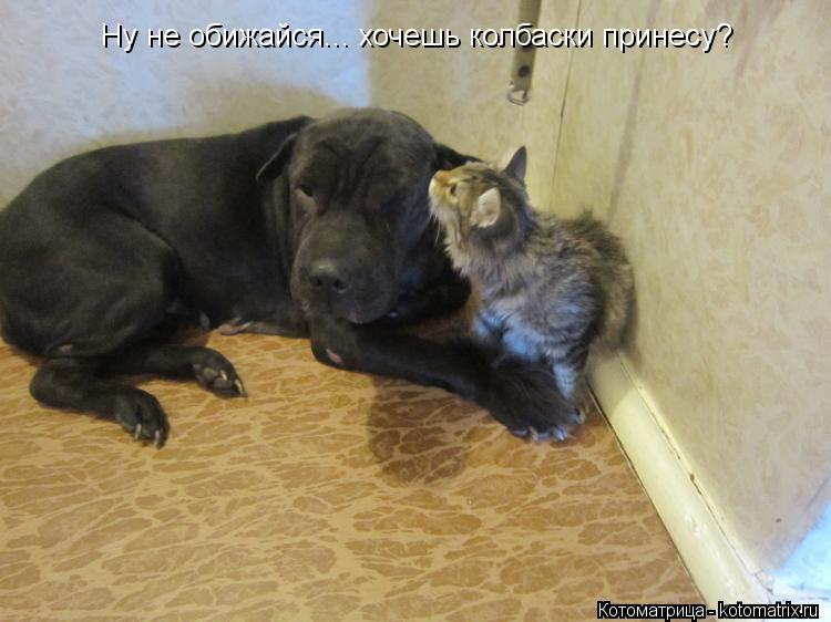 Котоматрица: Ну не обижайся... хочешь колбаски принесу?