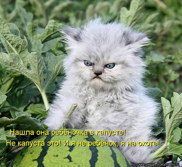 Котоматрица: Нашла она ребёночка в капусте! Не капуста это! И я не ребёнок, я на охоте!