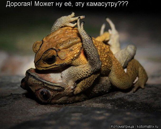 Котоматрица: Дорогая! Может ну её, эту камасутру???