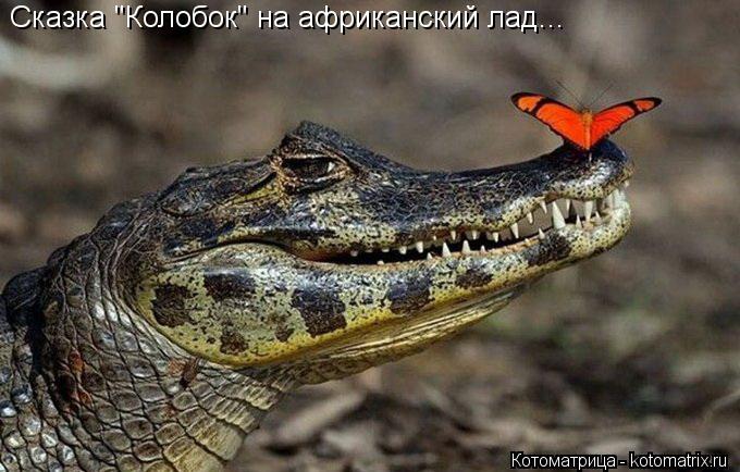 Котоматрица: Сказка "Колобок" на африканский лад...