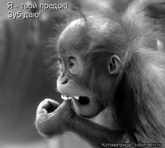 Котоматрица: Я - твой предок! Зуб даю!