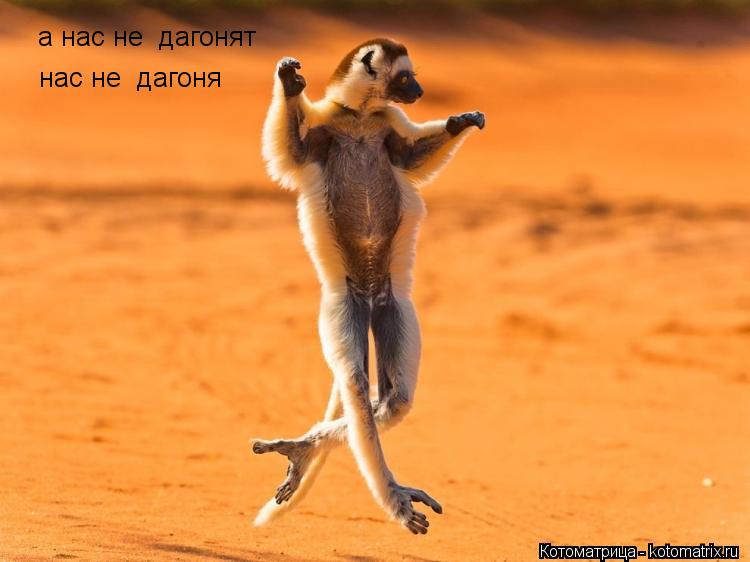 Котоматрица: а нас не  дагонят нас не  дагоня