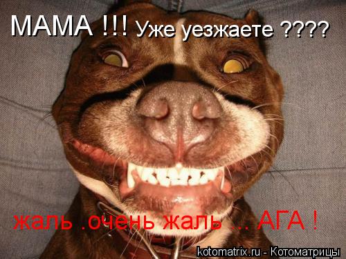 Котоматрица: МАМА !!! Уже уезжаете ???? жаль .очень жаль ... АГА !