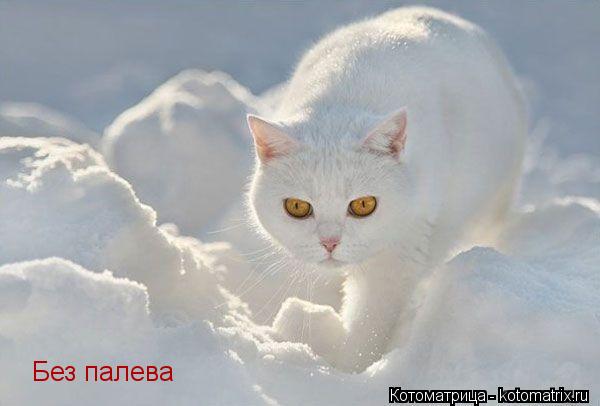 Без палева... Котоматрица: Без палева