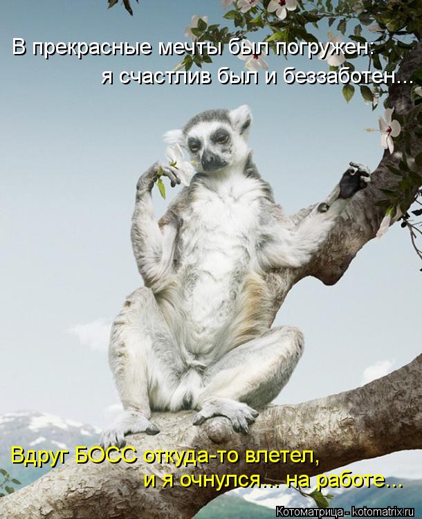 В прекрасные мечты был погружен: я счастлив был и беззаботен... Вдруг БОСС откуда-то влетел, и я очн... Котоматрица: В прекрасные мечты был погружен: я счастлив был и беззаботен... Вдруг БОСС откуда-то влетел, и я очнулся... на работе...