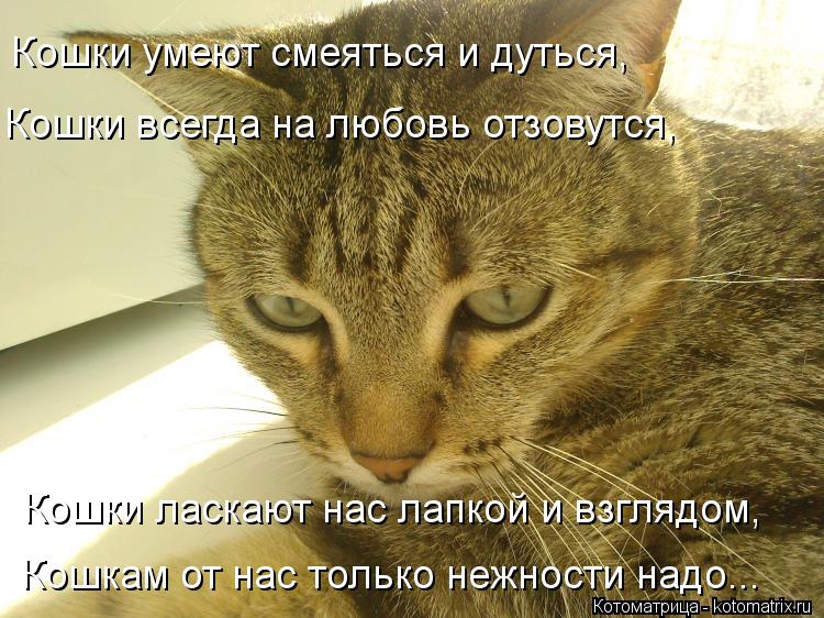 Котоматрица: Кошки умеют смеяться и дуться,     Кошки всегда на любовь отзовутся,     Кошки ласкают нас лапкой и взглядом,     Кошкам от нас только нежности н