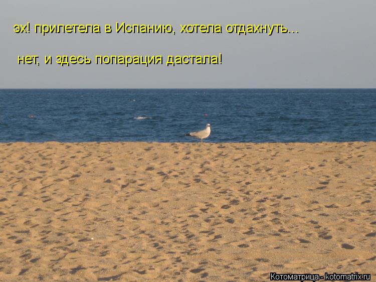 Котоматрица: эх! прилетела в Испанию, хотела отдахнуть... нет, и здесь попарация дастала!