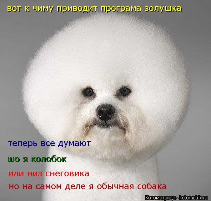 Котоматрица: теперь все думают  шо я колобок или низ снеговика вот к чиму приводит програма золушка но на самом деле я обычная собака