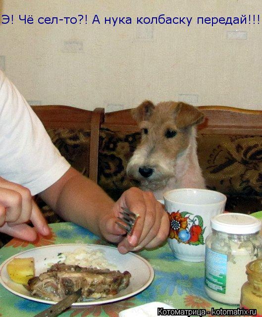 Котоматрица: Э! Чё сел-то?! А нука колбаску передай!!!