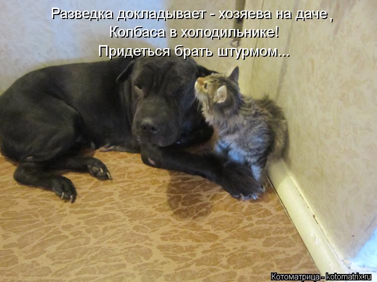 Котоматрица: Разведка докладывает - хозяева на даче Колбаса в холодильнике! , Придеться брать штурмом...