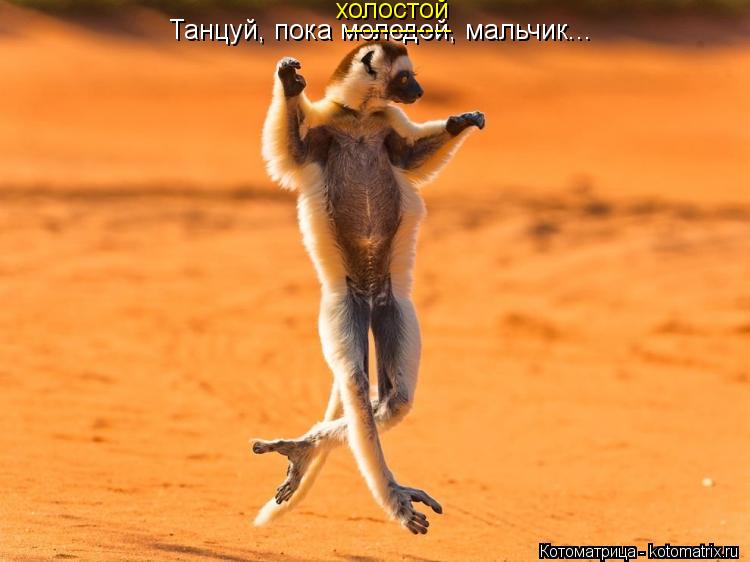 Котоматрица: Танцуй, пока молодой, мальчик... ------------ холостой