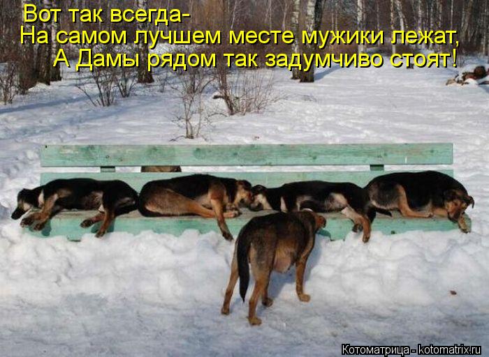 Котоматрица: Вот так всегда- На самом лучшем месте мужики лежат, А Дамы рядом так задумчиво стоят!