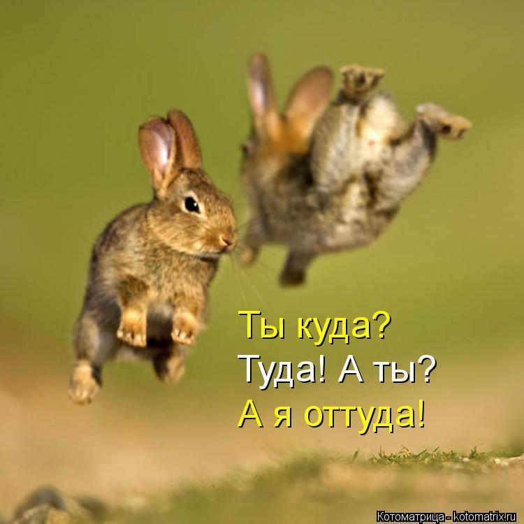 Котоматрица: Ты куда?  Туда! А ты?  А я оттуда!