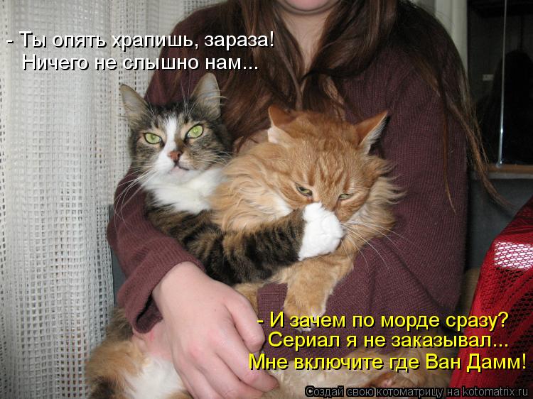- Ты опять храпишь, зараза! Ничего не слышно нам... - И зачем по морде сразу? Сериал я не заказывал..... Котоматрица: - Ты опять храпишь, зараза! Ничего не слышно нам... - И зачем по морде сразу? Сериал я не заказывал... Мне включите где Ван Дамм!