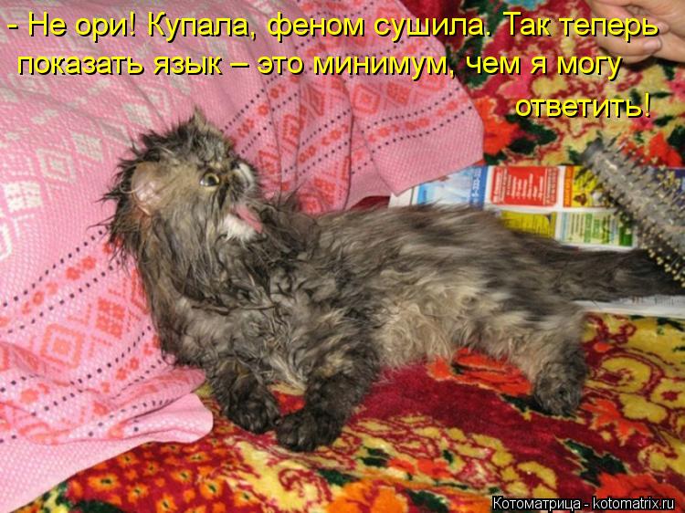 Котоматрица: - Не ори! Купала, феном сушила. Так теперь показать язык – это минимум, чем я могу ответить!