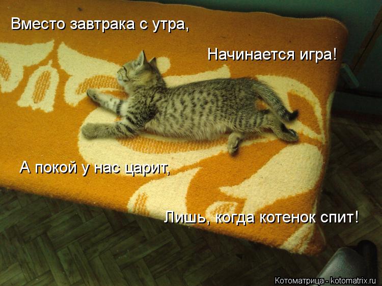 Котоматрица: Вместо завтрака с утра,    Начинается игра!    А покой у нас царит,    Лишь, когда котенок спит!