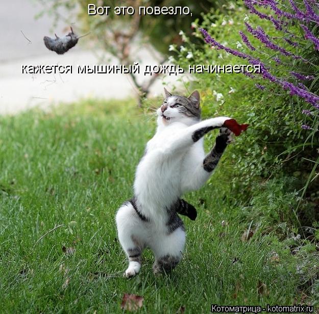 Котоматрица: кажется мышиный дождь начинается. кажется мышиный дождь начинается. Вот это повезло,