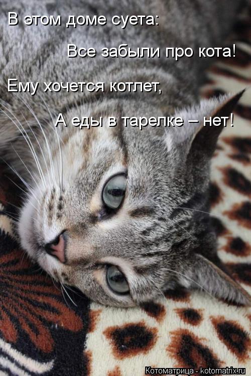 Котоматрица: В этом доме суета:    Все забыли про кота!    Ему хочется котлет,    А еды в тарелке – нет!