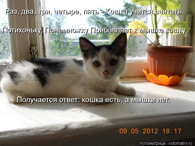 Котоматрица: Раз, два, три, четыре, пять - Кошка учится считать.    Потихоньку, Понемножку Прибавляет к мышке кошку.    Получается ответ: кошка есть, а мышки н