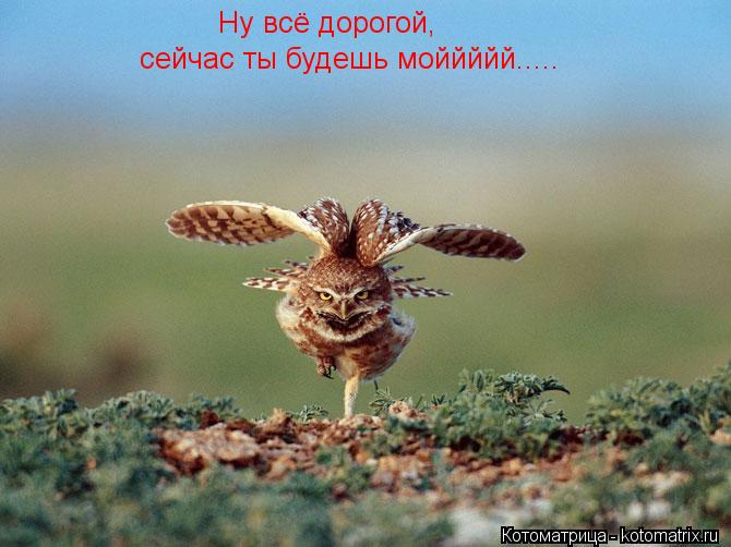 Котоматрица: Ну всё дорогой, сейчас ты будешь моййййй.....