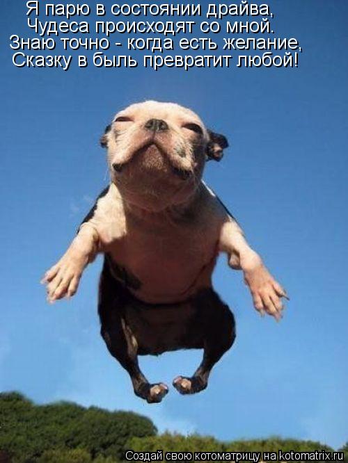 Котоматрица: Я парю в состоянии драйва, Чудеса происходят со мной. Знаю точно - когда есть желание, Сказку в быль превратит любой!
