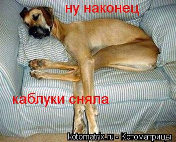 Котоматрица: ну наконец  каблуки сняла