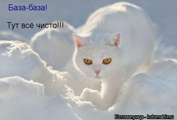 База-база! Тут всё чисто!!!... Котоматрица: База-база! Тут всё чисто!!!