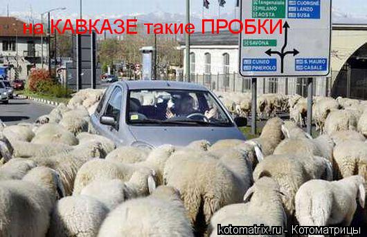 Котоматрица: на КАВКАЗЕ такие ПРОБКИ
