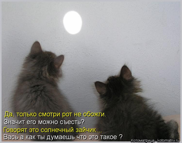 Котоматрица: Говорят это солнечный зайчик Значит его можно съесть? ... Вась а как ты думаешь что это такое ? Да, только смотри рот не обожги.