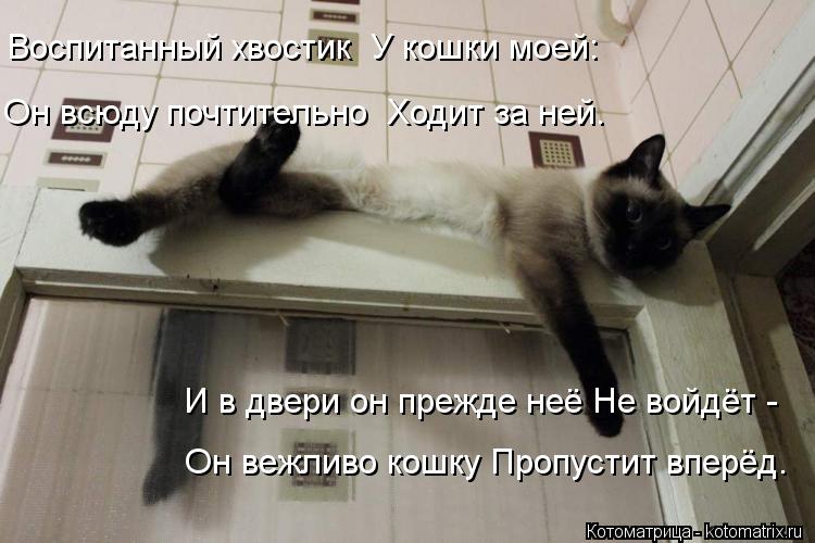 Котоматрица: Воспитанный хвостик  У кошки моей:     Он всюду почтительно  Ходит за ней.    И в двери он прежде неё Не войдёт -    Он вежливо кошку Пропустит впе