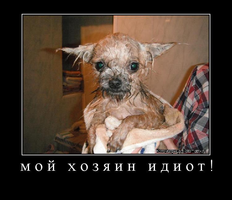 Котоматрица: мой хозяин идиот! 