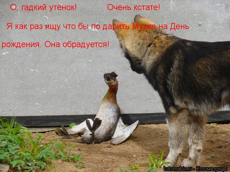 О, гадкий утёнок! Очень кстате! Я как раз ищу что бы по дарить Мурке на День рождения. Она обрадуетс... Котоматрица: О, гадкий утёнок! Очень кстате! Я как раз ищу что бы по дарить Мурке на День рождения. Она обрадуется!