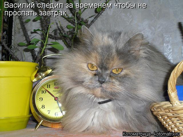 Котоматрица: Василий следил за временем чтобы не  проспать завтрак