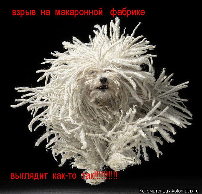 Котоматрица: взрыв  на  макаронной   фабрике выглядит  как-то  так!!!!!!!!!!