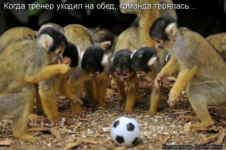 Котоматрица: Когда тренер уходил на обед, команда терялась...