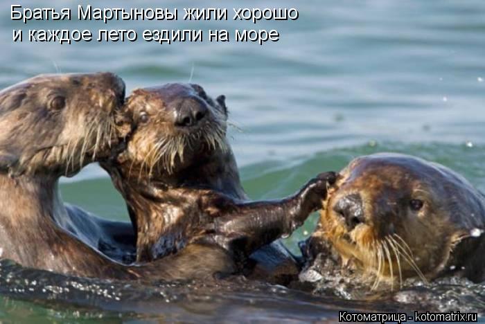 Котоматрица: Братья Мартыновы жили хорошо и каждое лето ездили на море