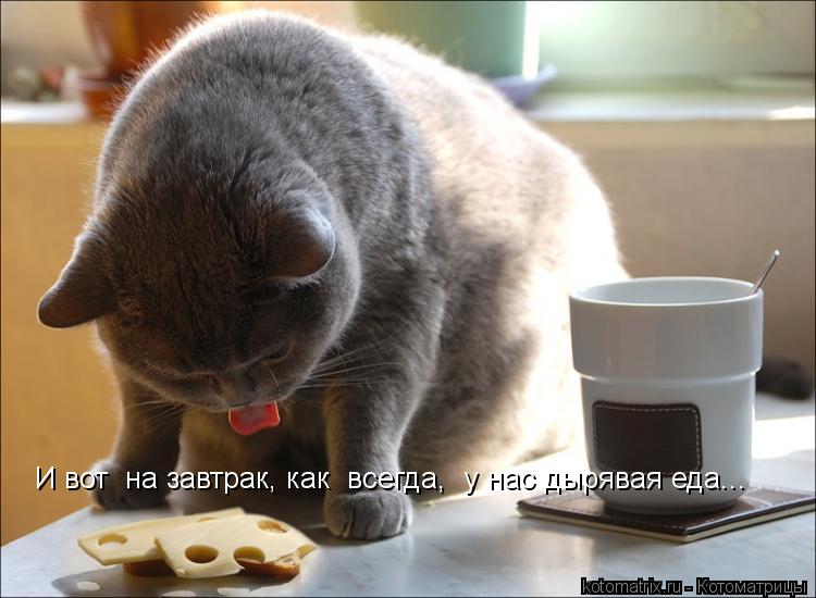 И вот на завтрак, как всегда, у нас дырявая еда...... Котоматрица: И вот на завтрак, как всегда, у нас дырявая еда...