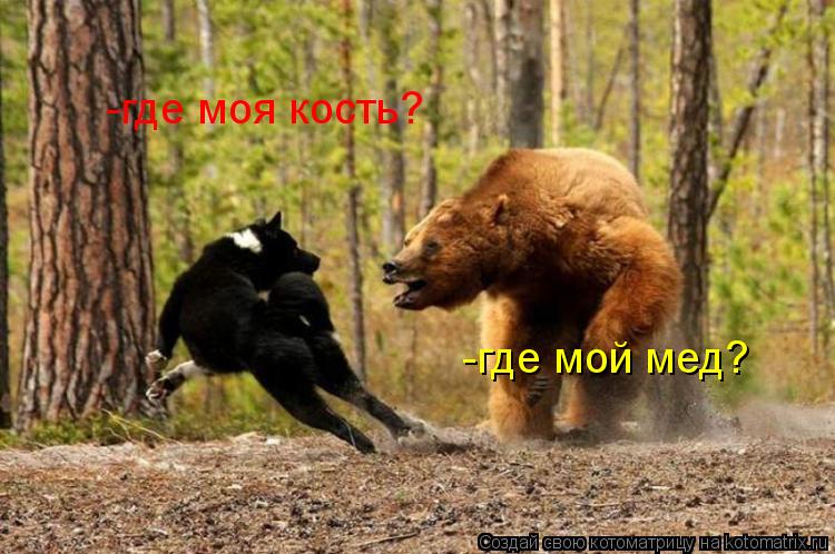 -где моя кость? -где мой мед?... Котоматрица: -где моя кость? -где мой мед?